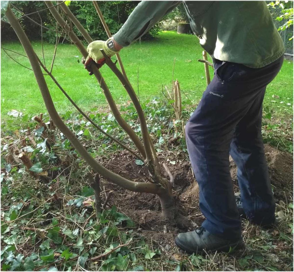 land clearing