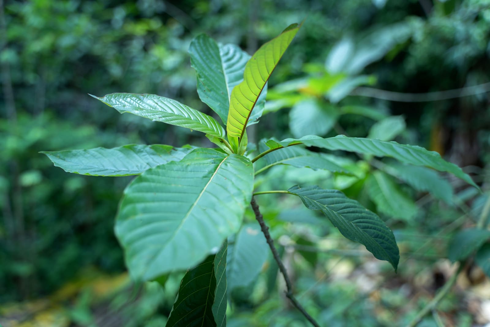 is kratom legal
