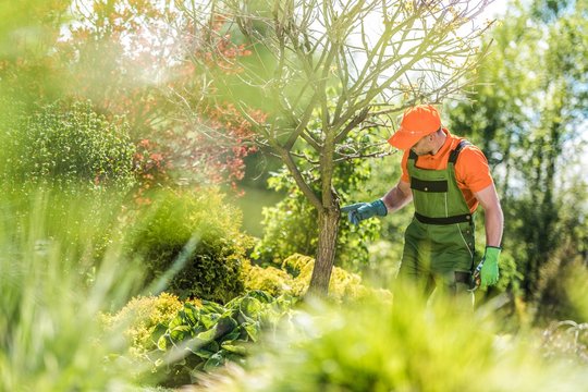 Top Mistakes to Avoid When Negotiating Tree Removal Prices