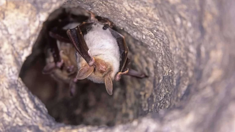 How Wildlife Removal Services Handle Emergency Aggressive Animal Threats